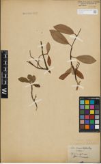 Foto von Salix lapponum L. x Salix phylicifolia L.